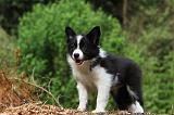 BORDER COLLIE 871